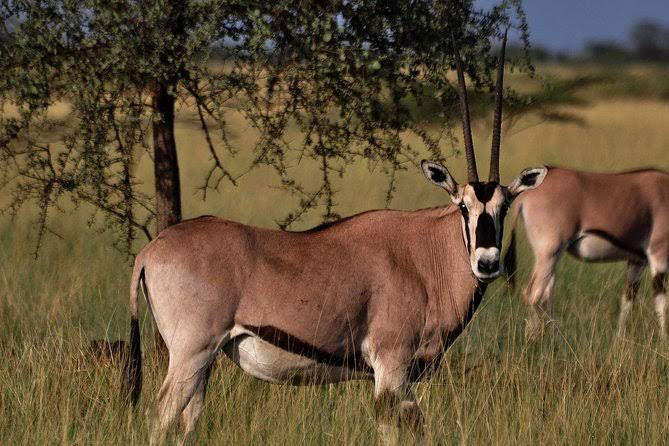 Wildlife Safari to Awash National Park