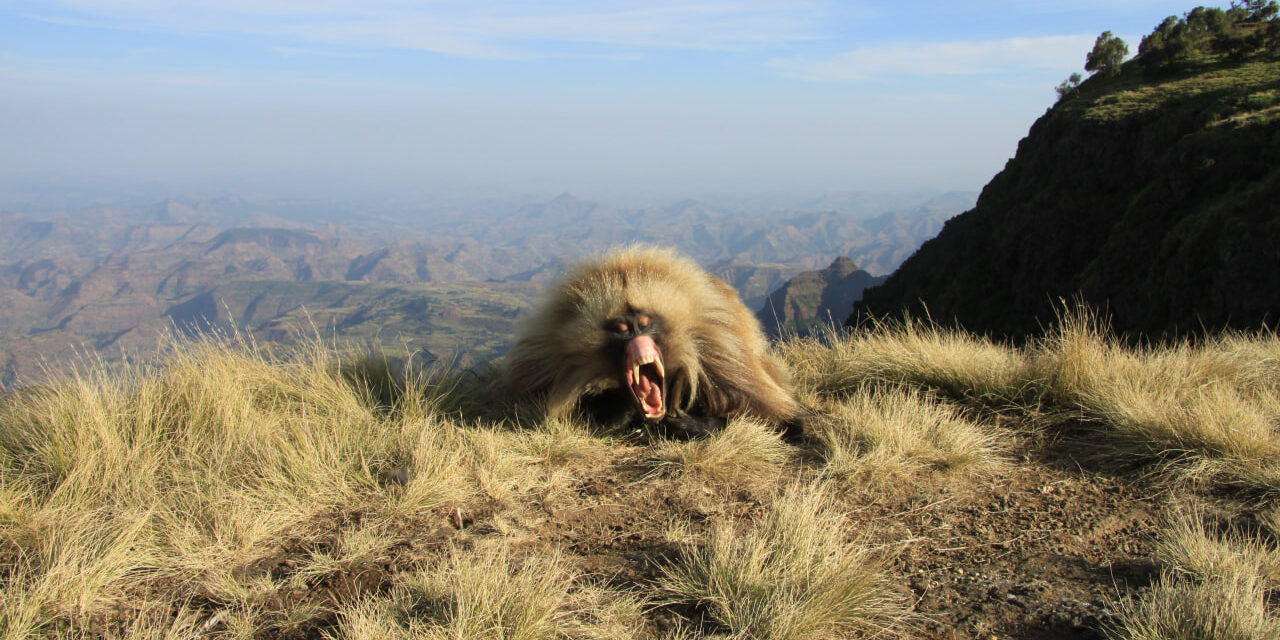 The Historic Route of Ethiopia and the Simien Mountains National Park — 11 Days