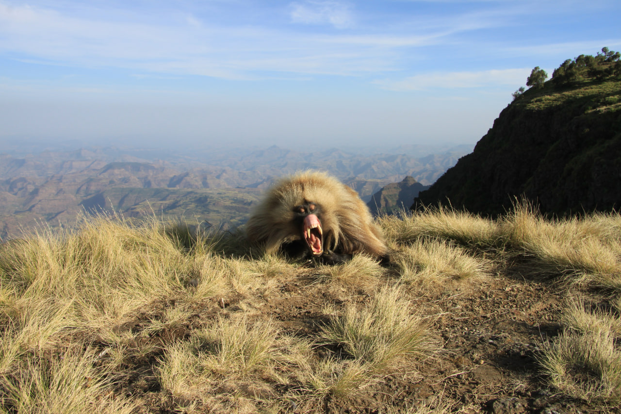 The Historic Route of Ethiopia and the Simien Mountains National Park — 11 Days