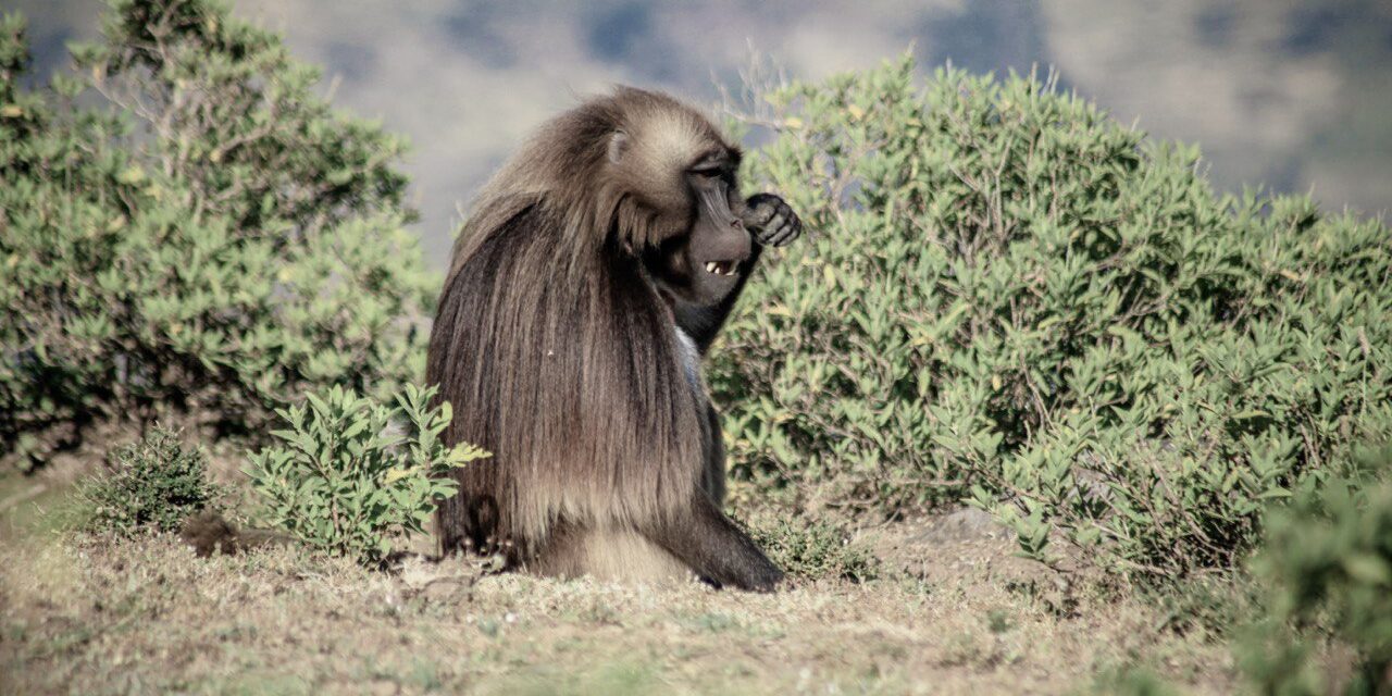 Blue Nile Gorge, Debre Libanos, and Jemma River Gorge Day Trip