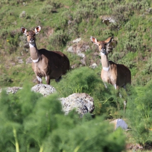 Wildlife Holiday to the Bale Mountains National Park — 3 Days