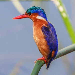 Ethiopia Birding Tour: A Birdwatcher's Paradise — 10 Days