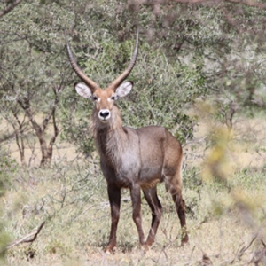 Wildlife Safari to Awash National Park — 3 Days