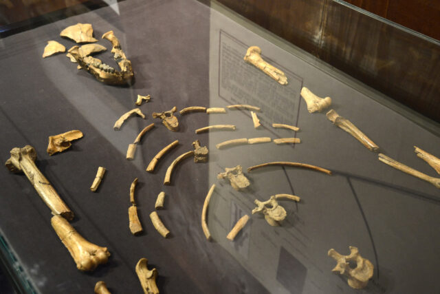 AS0075_Lucy_Skelett https://grandholidaysethiopia.com/wp-content/uploads/2018/09/AS0075_Lucy_Skelett-640x427.jpg