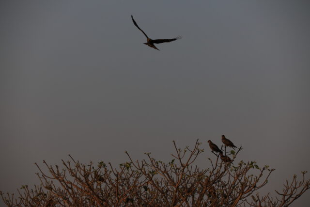 https://grandholidaysethiopia.com/wp-content/uploads/2018/09/Birds-on-the-shores-of-Lake-Tana-2-640x427.jpg