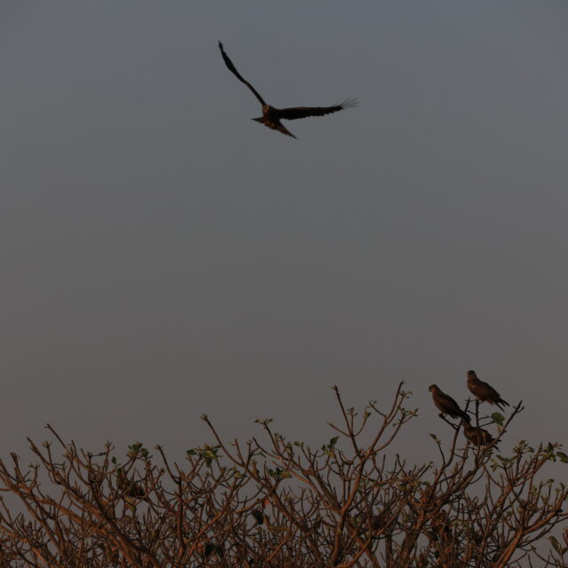 Birds on the shores of Lake Tana (2)
