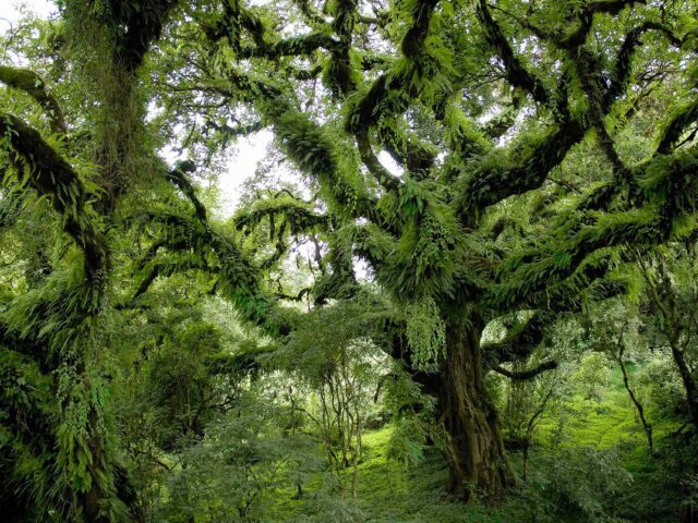 Erica Forest Mr. Delphin RuchÈ, 2 Ware Street #101, Cambridge, MA, 02138. USA; email: delphin.ruche@uqat.ca ; Tel: 310 598 0606
PICTURE DETAILS: Giant trees covered with epiphytes in the tropical mountainous forest of the Bale Mountains (14,400 feet; Southern Ethiopia). The Bale Mountains National Park aims to preserve this biodiversity hotspot. - photo 2006.
TECHNICAL DETAILS: Nikon D200, + Nikon lens 18-70mm f/3.5-4.5 - f/3.5, 1/80s, 500 iso.