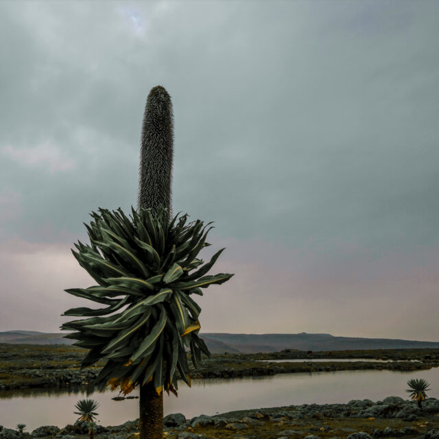 Giant Lobelia - Bale Mountains NP