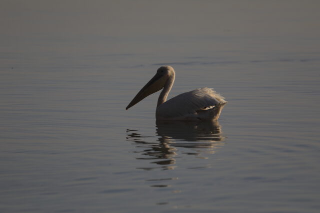 https://grandholidaysethiopia.com/wp-content/uploads/2018/09/Lake-Tana-Pelican-640x427.jpg