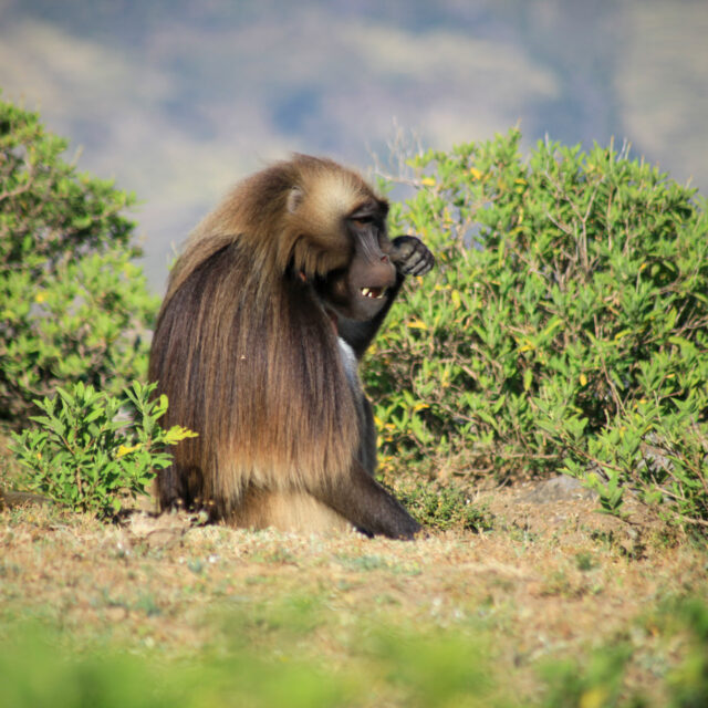 A crying Gelada - Debre Libanos