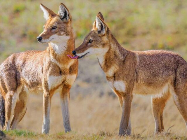 Ethiopian Wolf Safari in Bale Mountains National Park