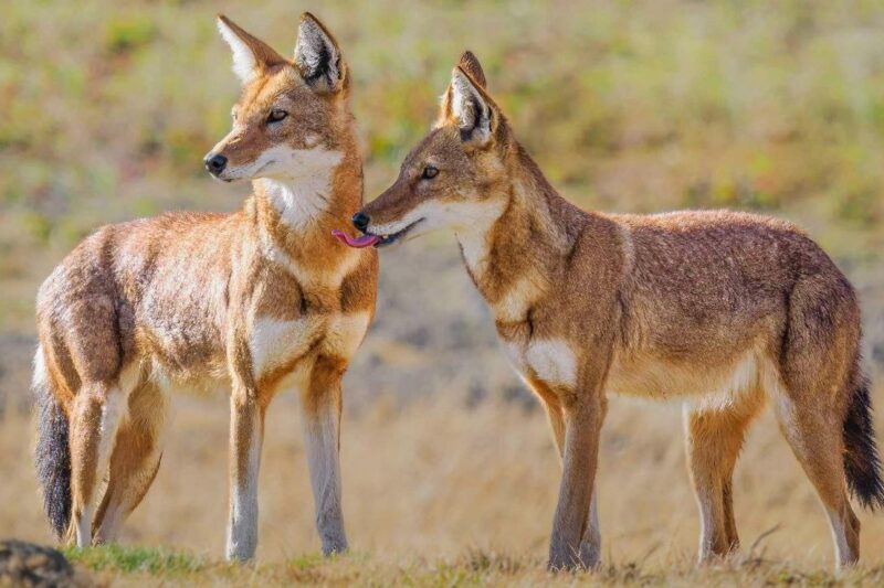 Ethiopian Wolf Safari in Bale Mountains National Park